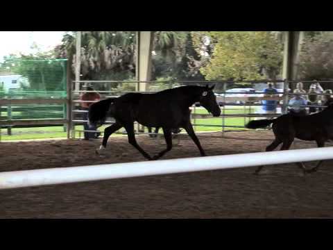 FOR SALE First Premium KWPN filly by Don Schufro - J'ai donne Une Etoile