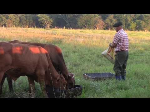 Cría y engorde de animales vacunos en Itacaruaré Misiones Argentina 2026