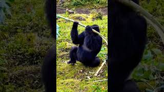 #animal #animals #monkey #gorilla #animallover #rwanda #travel #gorillas #videocreator #visitrwanda