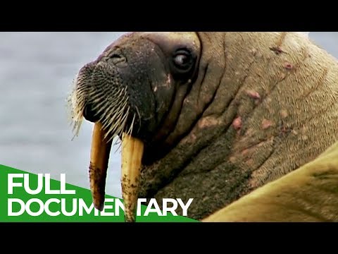 Walruses: Heavyweights With Unexpected Skills