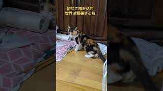 三毛の子猫ファミリー計画13 初めてのケージ解放！ #ニャンキー #三毛猫 #猫のいる暮らし #保護猫 #子猫 #cat