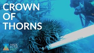VENOMOUS STARFISH are eating the Great Barrier Reef ft. Crown of Thorns Starfish