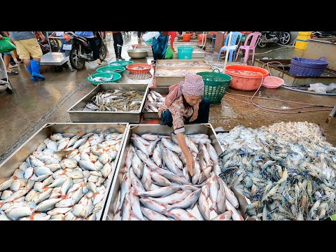 Cambodian Fish Market Scenes - Massive Wholesale Distribution Site & Daily Vendors Activities