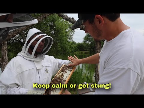 Becoming a bee keeper for 24 hours…