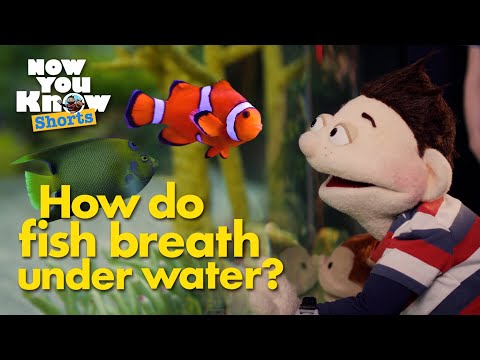 How do Fish Breath Under Water?🐠 | Now You Know | Animals for Kids 🧑🏻🐵