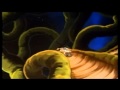 JAYCE Y LOS GUERREROS RODANTES INTRO Y ENDING
