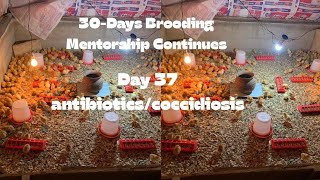 Day 37 How to raise chicken/chicks 30-Days Brooding layers and broilers Mentorship programme.