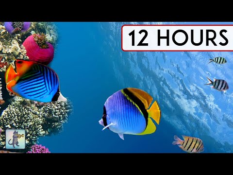 CALMING CORAL REEF AQUARIUM COLLECTION • 12 HOURS • BEST RELAX MUSIC • SLEEP MUSIC • 1080p
