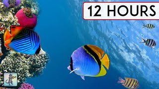 Beautiful Coral Reef Aquarium Collection 12 Hours Best Relax Music