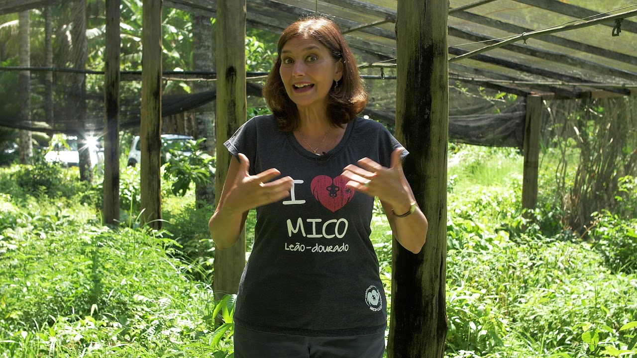 Incrível corredor florestal para o MLD / Incredible forest corredor for GLT  (subtitles in English)