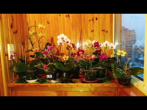 Два сюрприза не по сорту. Орхидеи январское цветение.