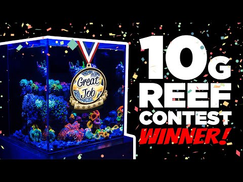 Amazing 10 Gallon Nano Reef Tank Winner! [4K]