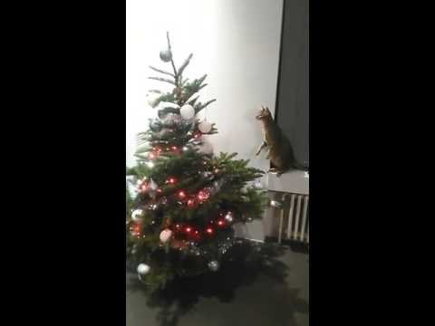 Crazy cat attacks christmas tree