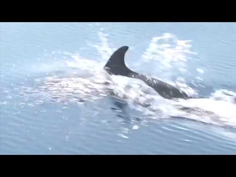 הדולפינים של סאם