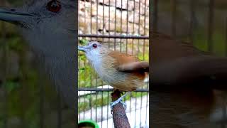 Download lagu top pancingan burung bahan lekas gacor khas pelanduk semak ngleper. #birds mp3