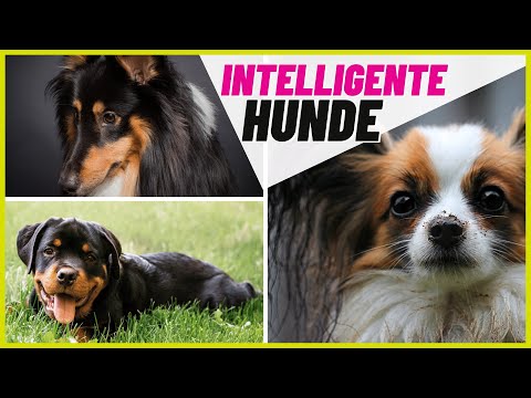 Top 10 intelligenteste Hunderassen 🐶