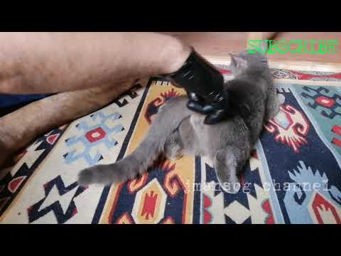 HOW TO STOP  HEAT CYCLE OF YOUR CAT #shorts #youtubeshorts #cat