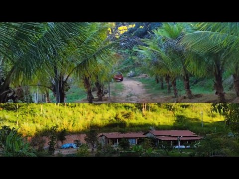VENDO SÍTIO PAVÃO 4.84HA TEÓFILO OTONI-MG VÍDEO COMPLETO 