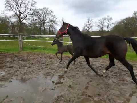 Stutfohlen Millennium x Domani Vengo