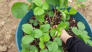 Vegetable Garden Update | Early May 2020