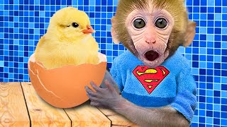 Monkey Baby Bon Bon plays with Chicks in the swimming pool and go to the toilet with puppy