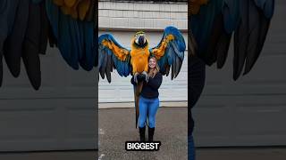 The 3 Biggest Birds of Prey in the World 🦅 #facts #nature #animalfacts