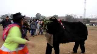 preview picture of video 'Toro Loco en Fiesta de San Juan Bautista de Pallasca'