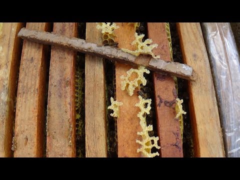 Правда об идеальной сборки пчелиного гнезда на пасеке