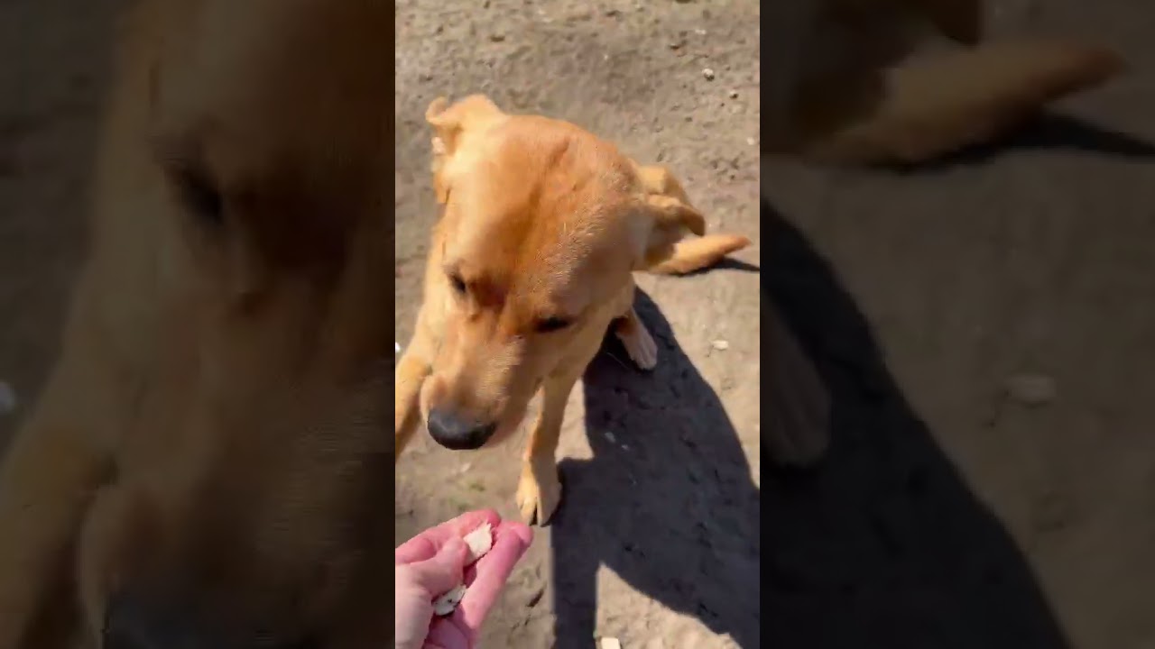 Enlarge Ryder, a ADOPTABLE mixed breed in Shippenville, PA video 6/6