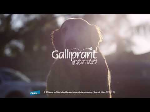Galliprant for Dogs - grapiprant - 60-mg (90 flavored tablets) - [Anti-Inflammatory] Video