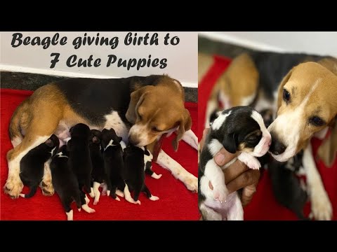 HOW TO ASSIST YOUR DOG DURING WHELPING| REAL TIME VIDEO OF BEAGLE DELIVERING 7 PUPPIES.