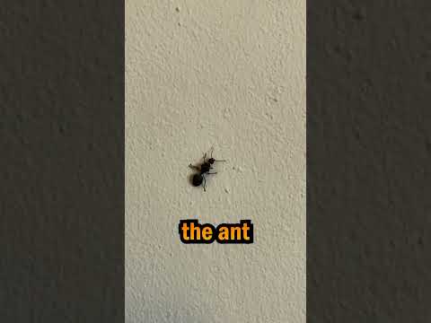 🧟‍♂️ Real-Life Zombies Exist! 😱🐜 #didyouknow #science #funfacts #zombie