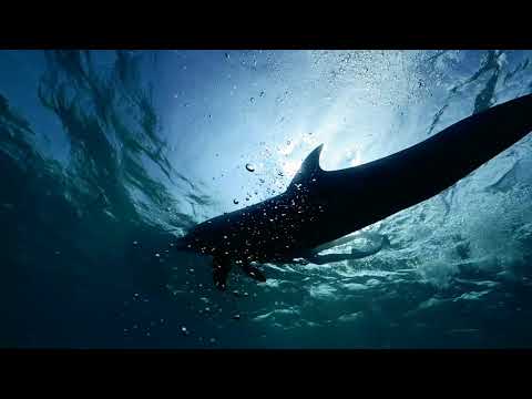 ルネッサンス リゾート オキナワ　アクティビティ
