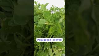 Fenugreek leaves.