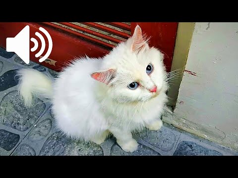 3 HOURS FEMALE CAT IN HEAT MEOWING MATE CALLING  - PRANK YOUR PETS