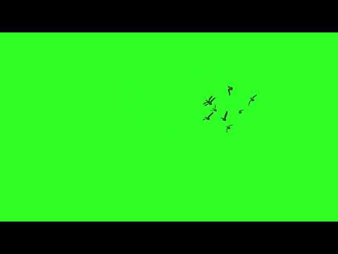 green screen flying birds /nocopyright flying bird /green screen effects /cartoon birds