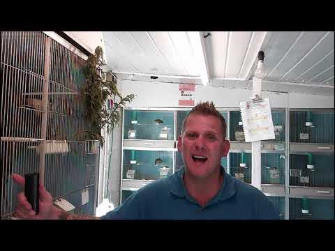 Episode 17 breeding British Birds Mules and Hybrids