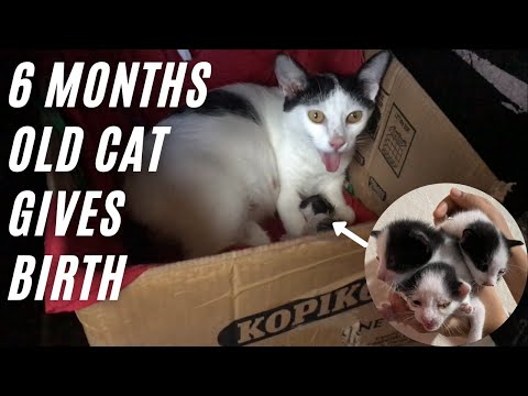 Oreang Giving Birth: Only 6 months old Cat gives birth | Cats EveryDay Original Cat Video #4
