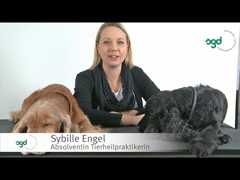 SGD-Fernstudium Tierheilpraktiker/in