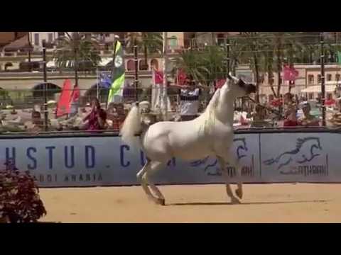 الجميل خالد الحمد الحصان العربي KHALED AL HAMAD