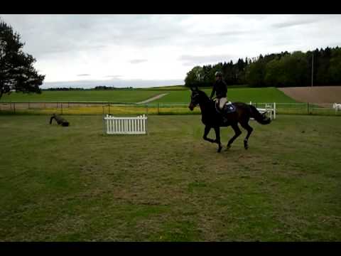 Stute von Quinta Real / Leonardo I Sprung