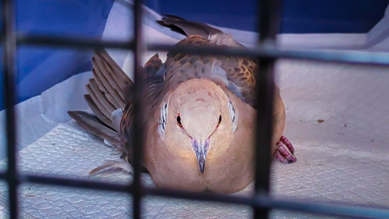 負傷ハトポッポ救出