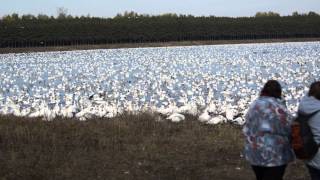 preview picture of video 'Victoriaville, QC, Estimated 250000 snow geese'