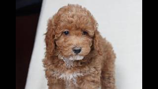 Video preview image #1 Poodle (Miniature) Puppy For Sale in HONEY BROOK, PA, USA