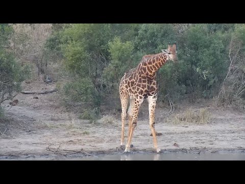 Djuma: Giraffe drinking across the dam - 17:38 - 09/03/2023