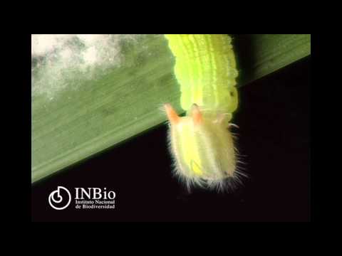 Lepidoptera Nymphalidae Morphinae Opsiphanes cassina . Larva