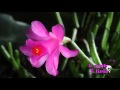 Elba Ramalho - Minha Vida é Te Amar - Flor do ...