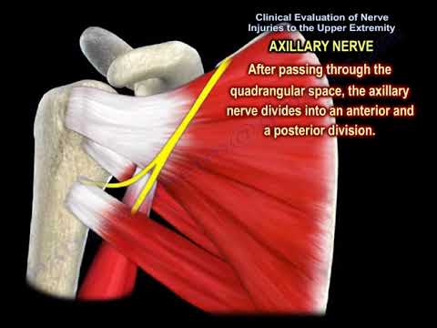NERVE INJURY IN THE UPPER EXTREMITY- Everything You Need To Know - Dr. Nabil Ebraheim