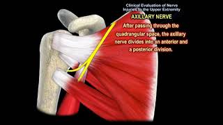 NERVE INJURY IN THE UPPER EXTREMITY- Everything You Need To Know - Dr. Nabil Ebraheim