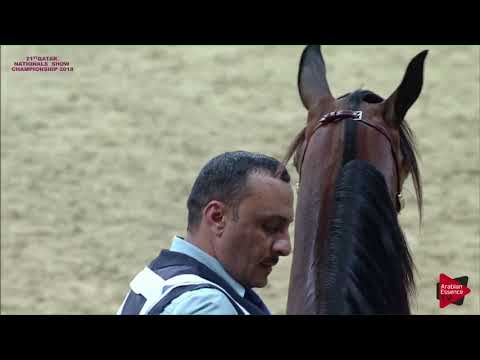 N 155 ZMORDAH AL MARROONA   21st Qatar National 2018   Fillies 2 years old Class 4B